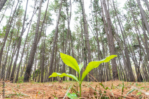 Pine seed vegetate in the forest on the floor