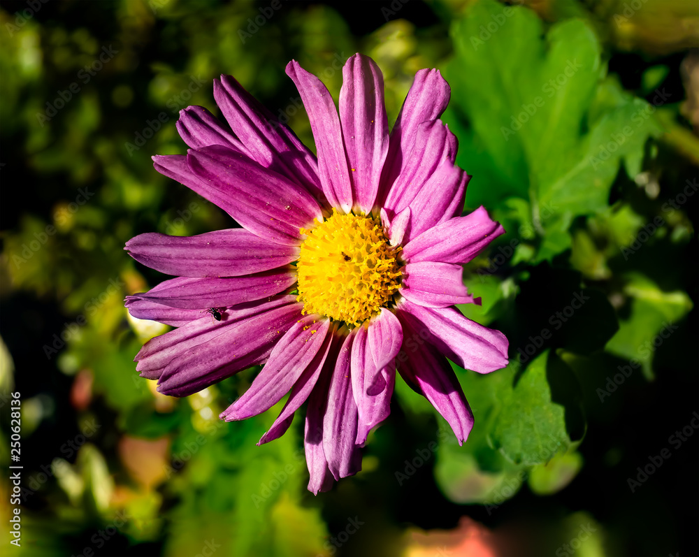 Obraz premium Lavender daisy in bloom