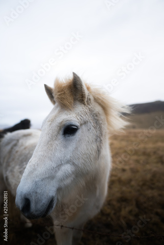 Portrait of a wild horse in Iceland