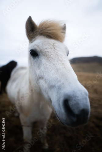 Portrait of a wild horse in Iceland