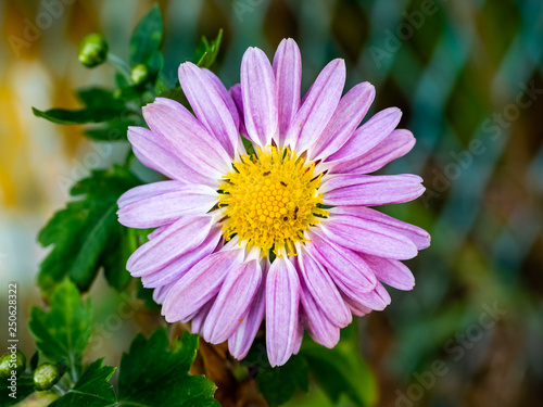 Lavender daisy in bloom 2