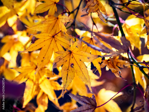 Colorful autumn leaves close up 2