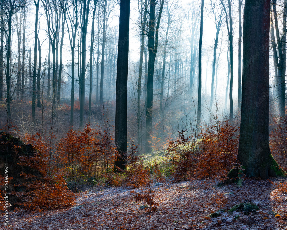 Sonian Forest outside Brussels in January Sonian Forest outside Brussels in January
