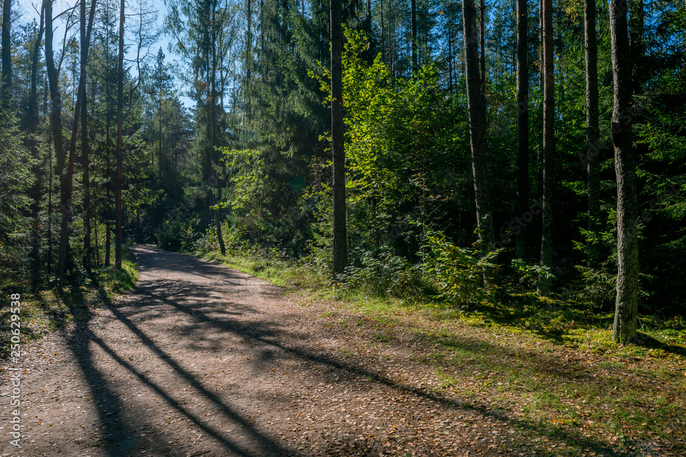 Obraz premium road in the forest