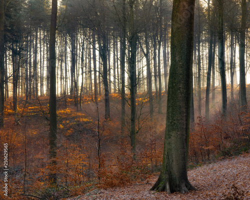 Fototapeta Naklejka Na Ścianę i Meble -  Autumn colors in Sonian Forest in Brussles