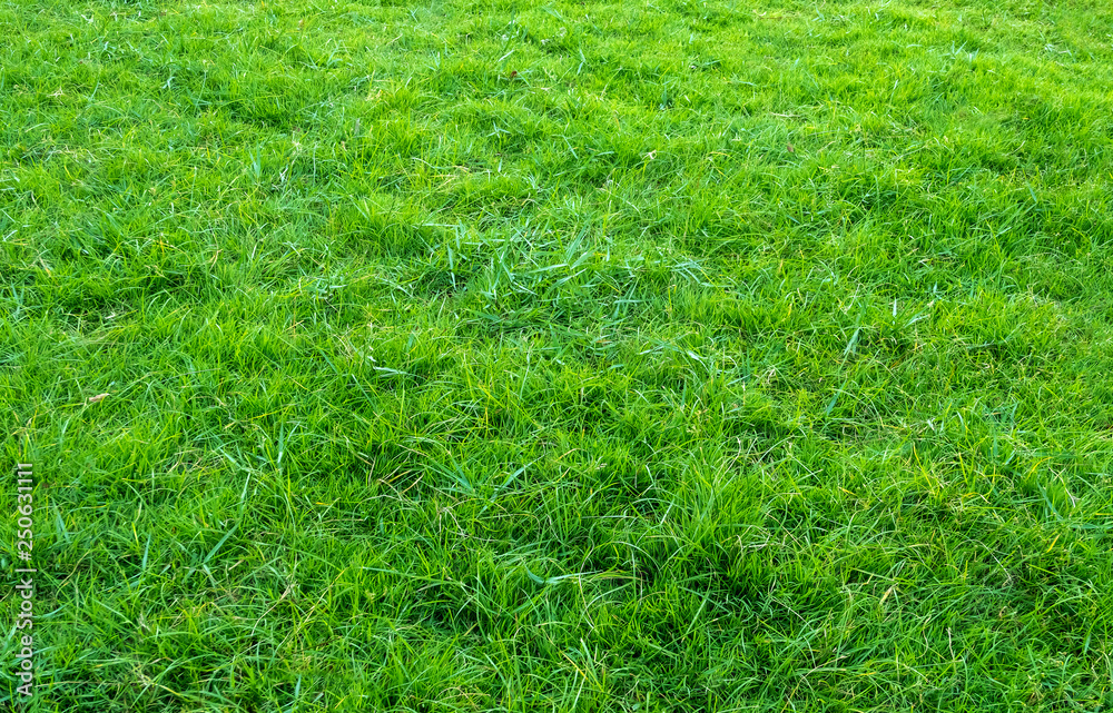 Background of green grass field. Green grass pattern and texture. Green lawn for background.