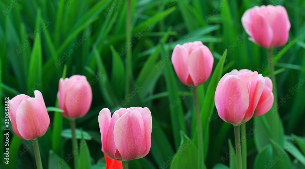 Group of colorful tulip. red, pink flower tulip with green leaf flowering. Soft selective focus, tulip close up. Bright colorful tulip photo background Spring day nature for web banner and card design