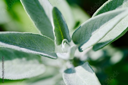 Sage Salvia officinalis photo