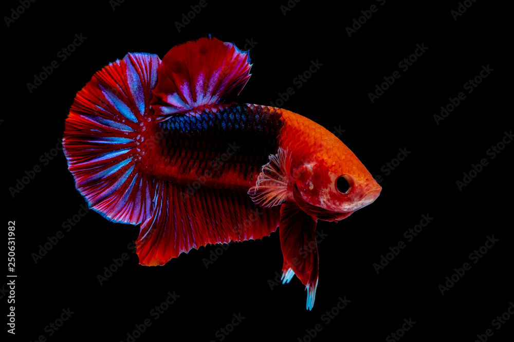 Obraz premium Betta fish Fight in the aquarium