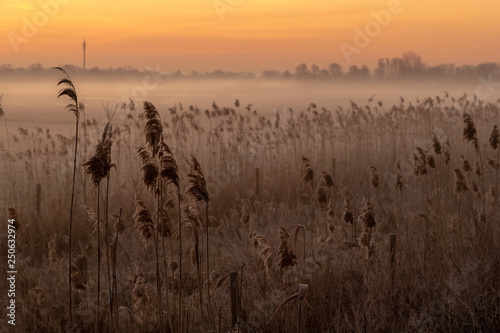 misty morning reed field against sunset sky