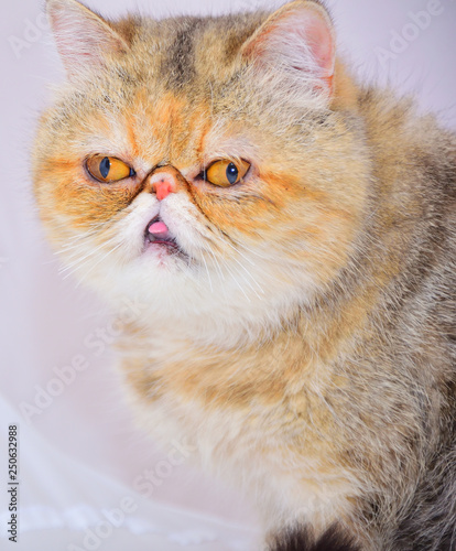 exotic persian cat photo