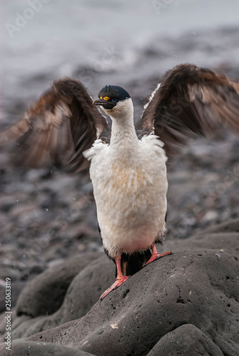 Imperial Cormorant, breeding colony, Paulet Island, Antarica
