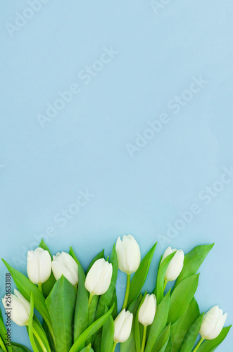 White flowers on blue background, fresh spring tulips