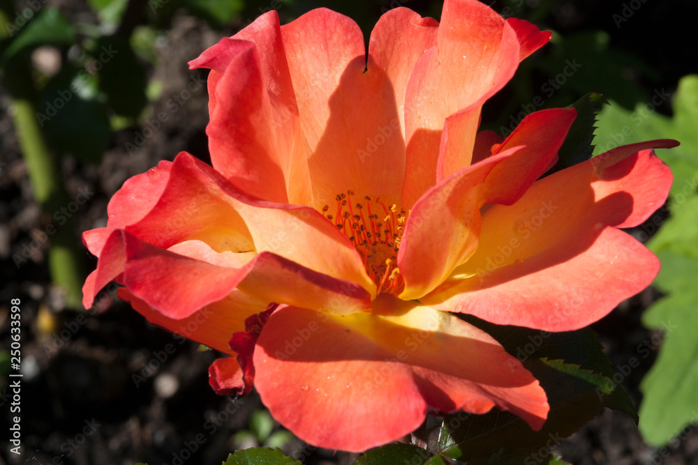 Deliciously spicy scented vermilion orange floribunda roses blooming in summer