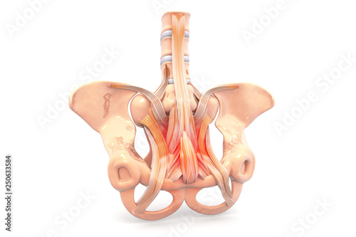 Human pelvis, Pelvis pain, Medical concept. 3d render