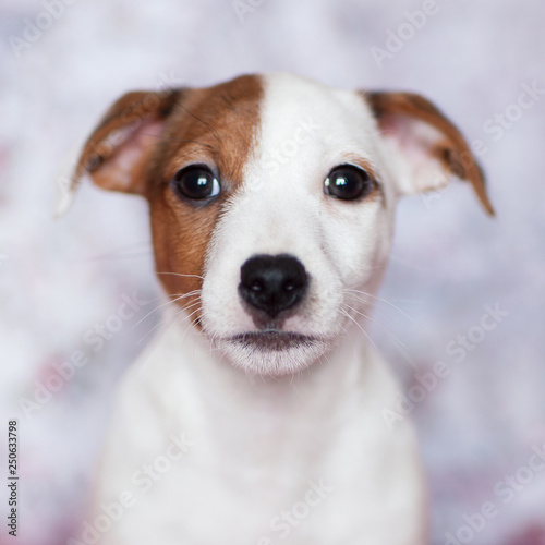 A small puppy Jack Russell Terrier with brown speck on muzzle