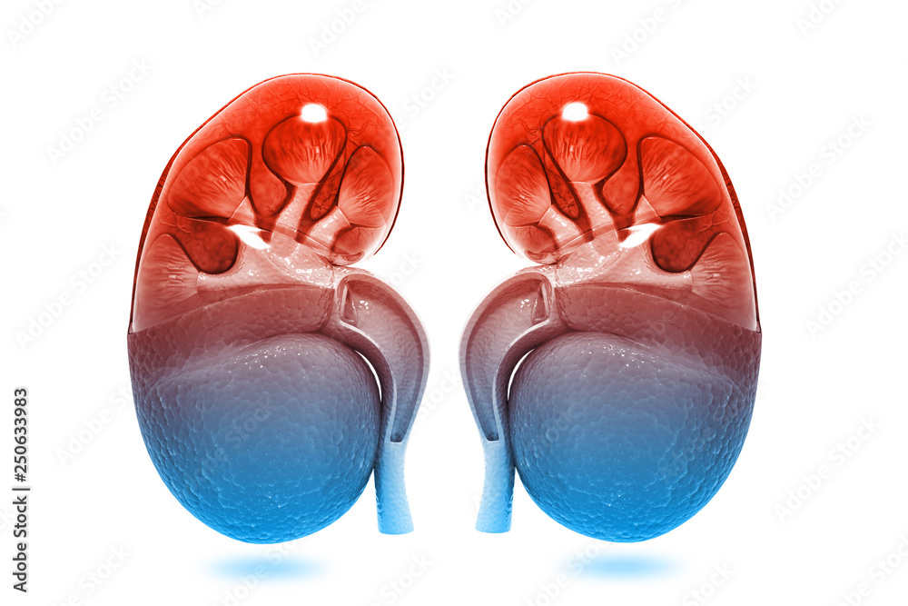Fototapeta premium Human kidney cross section. 3d render