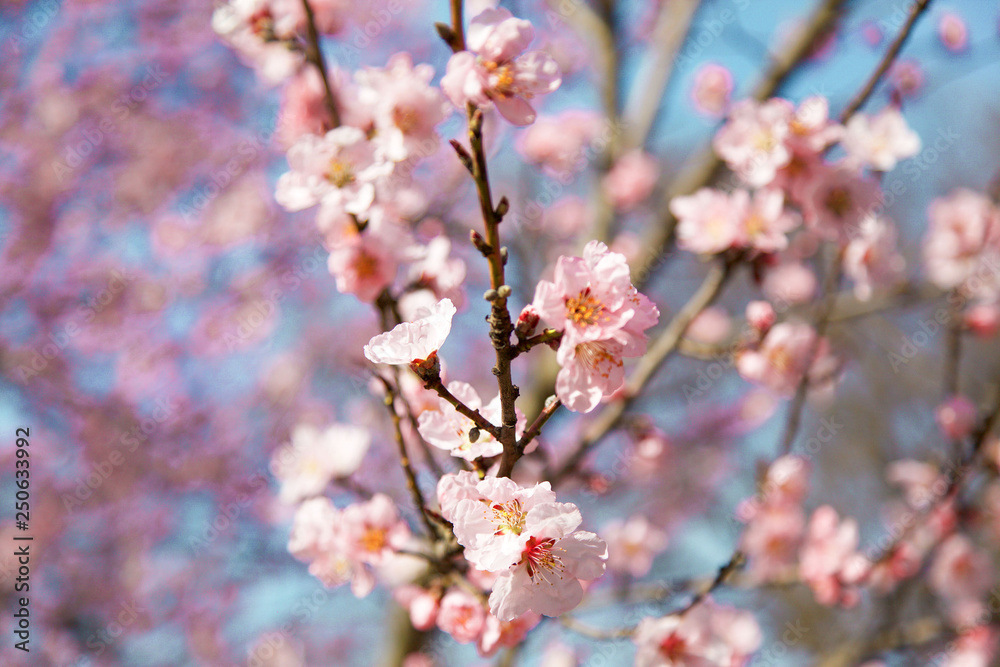 A blossom cherry tree in early spring. Sakura flowers. A blossom cherry tree in early spring. Sakura flowers.