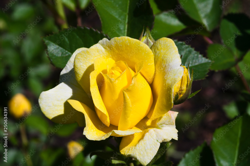 Yellow flower of Floribunda Rose Amber Queen Yellow flower of Floribunda Rose Amber Queen