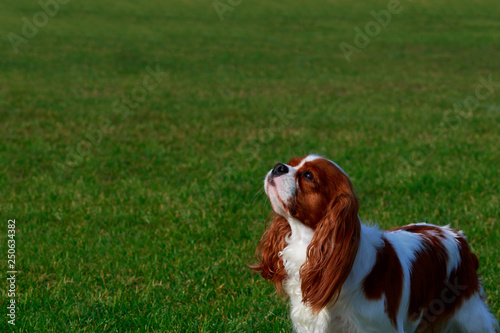 Cavalier King Charles Spaniel