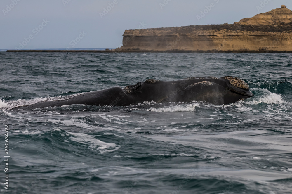 Fototapeta premium Whale Patagonia Argentina