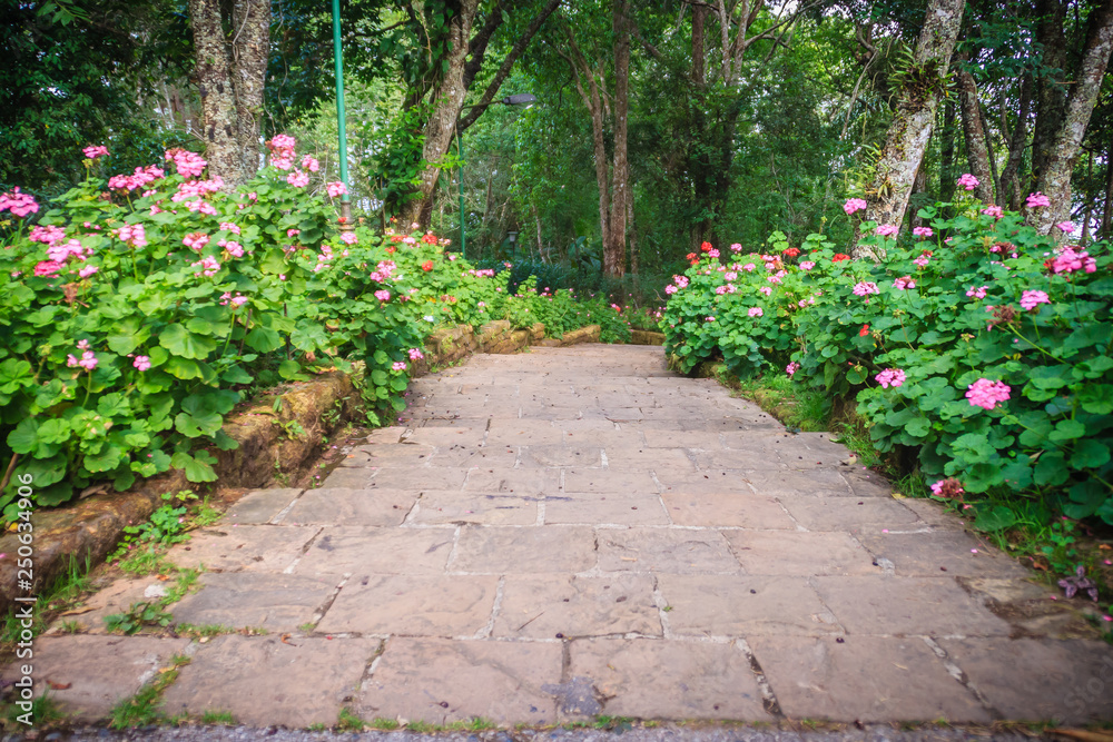 Perspective row of pink and red blooming geranium flowers on side of the brick and stone staircase at Bhubing palace, Chiang Mai, Thailand. Selective focus Perspective row of pink and red blooming geranium flowers on side of the brick and stone staircase at Bhubing palace, Chiang Mai, Thailand. Selective focus
