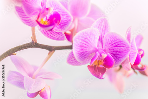 Pink orchid in front of pastel coloured background and creamy bokeh