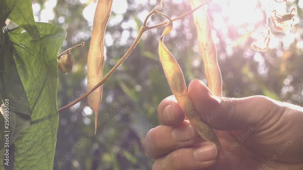Beans growing in the garden. Yellow and dry pods of beans hang on branches in the garden under rays of the sun. Male farmer's hand gently touches green bean pod. Everywhere plants. Beans growing in the garden. Yellow and dry pods of beans hang on branches in the garden under rays of the sun. Male farmer's hand gently touches green bean pod. Everywhere plants.