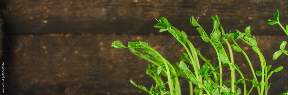 green seedling of grain (seedlings in the ground, watered) petals and stems. Food background green seedling of grain (seedlings in the ground, watered) petals and stems. Food background