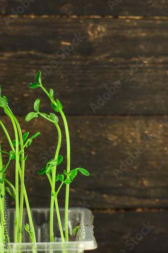 green seedling of grain (seedlings in the ground, watered) petals and stems. Food background photo