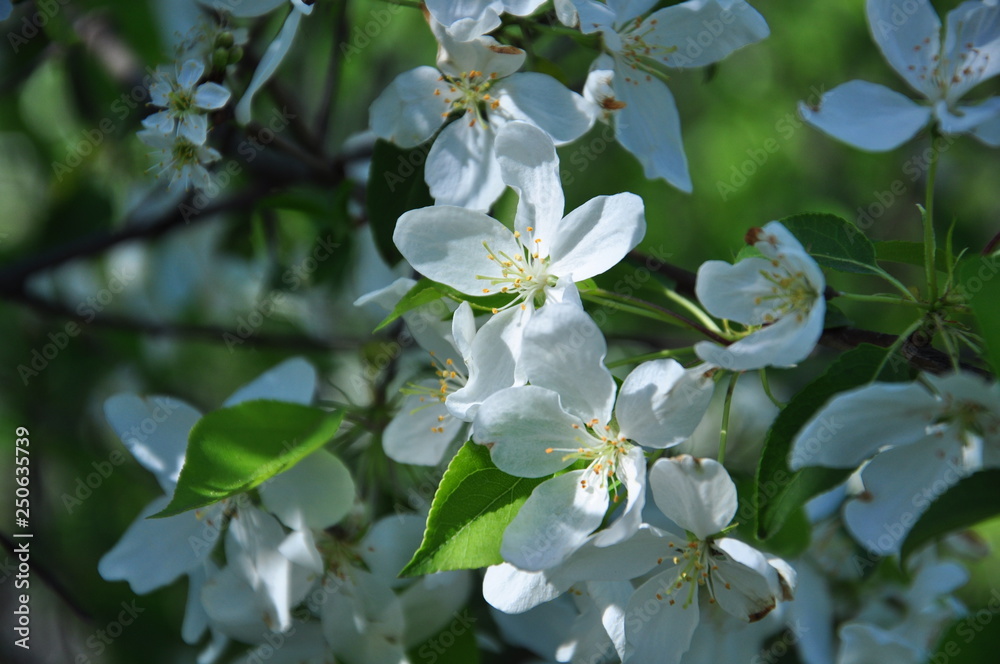 white flowers of apple tree white flowers of apple tree