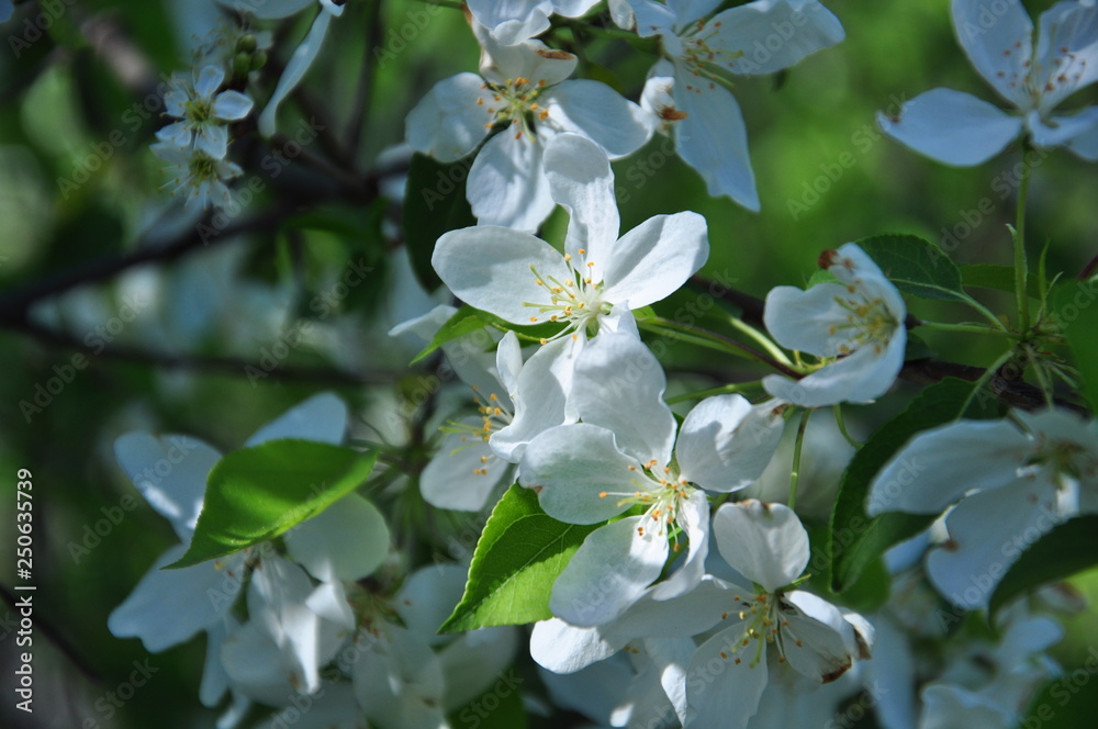 white flowers of apple tree