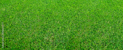 Landscape of grass field in green public park use as natural background or backdrop. Green grass texture from a field. Stadium grass landscape.