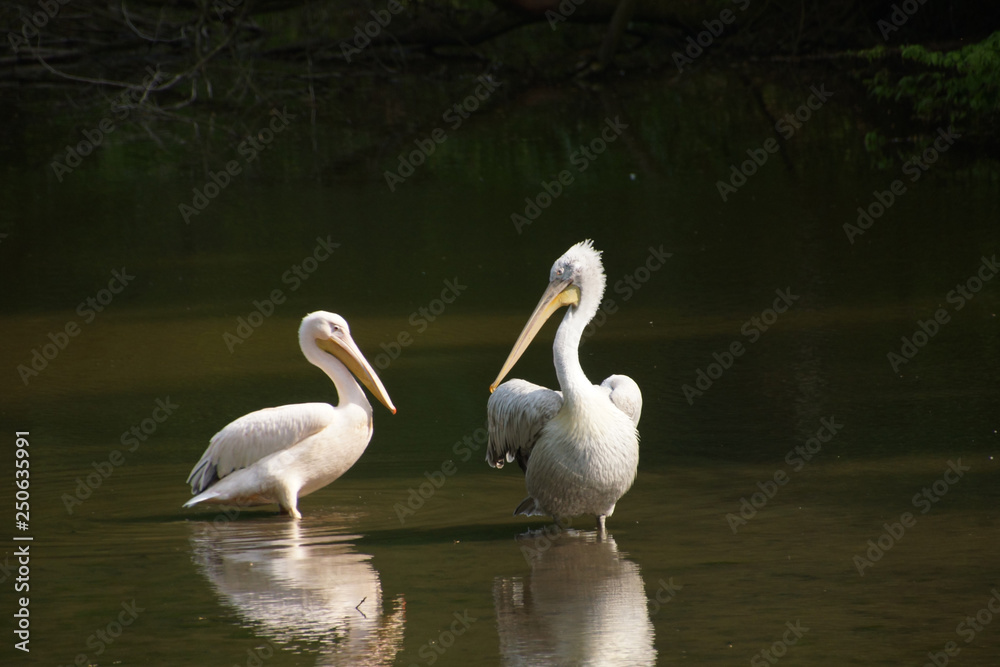 pelicans in danube delta