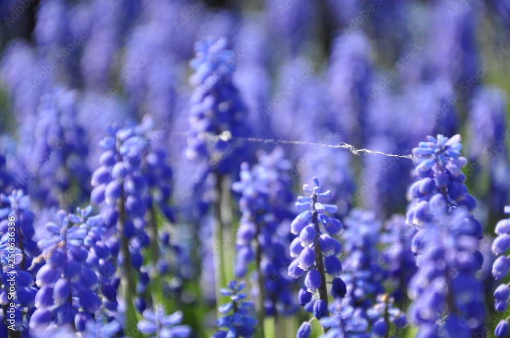 Fototapeta premium field of lavender flowers