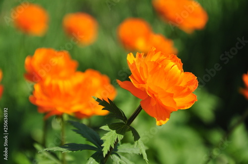 orange flower