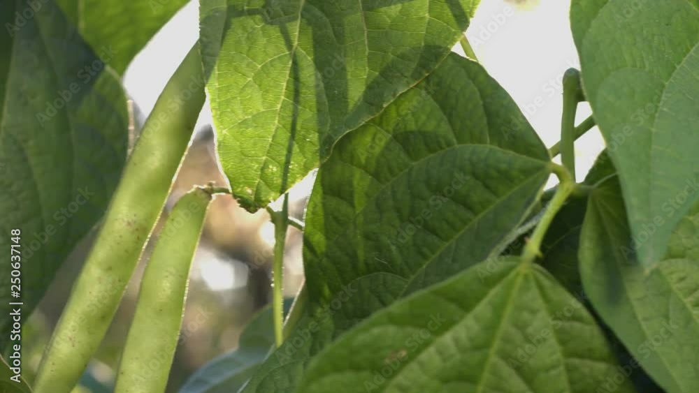 Beans growing in the garden. 3 Shots. Green big pods of beans hang on branches in the garden under rays of the sun. Sun shines from the leaves. Everywhere vegetation. Beans growing in the garden. 3 Shots. Green big pods of beans hang on branches in the garden under rays of the sun. Sun shines from the leaves. Everywhere vegetation.