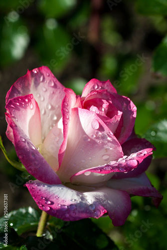 Pink Rose flower with raindrops in my garden