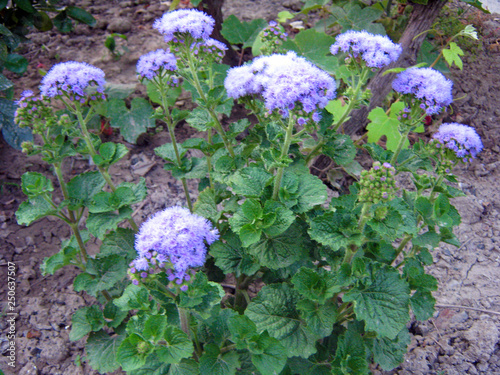 purple flowers in the garden