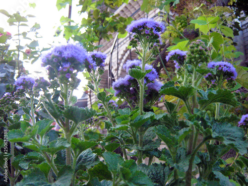 blue flowers in the garden
