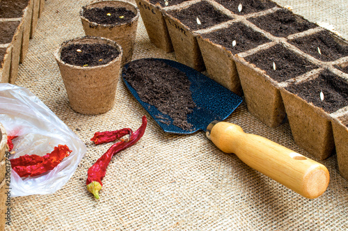 sowing seeds chilli in containers biodegradable eco peat	 photo