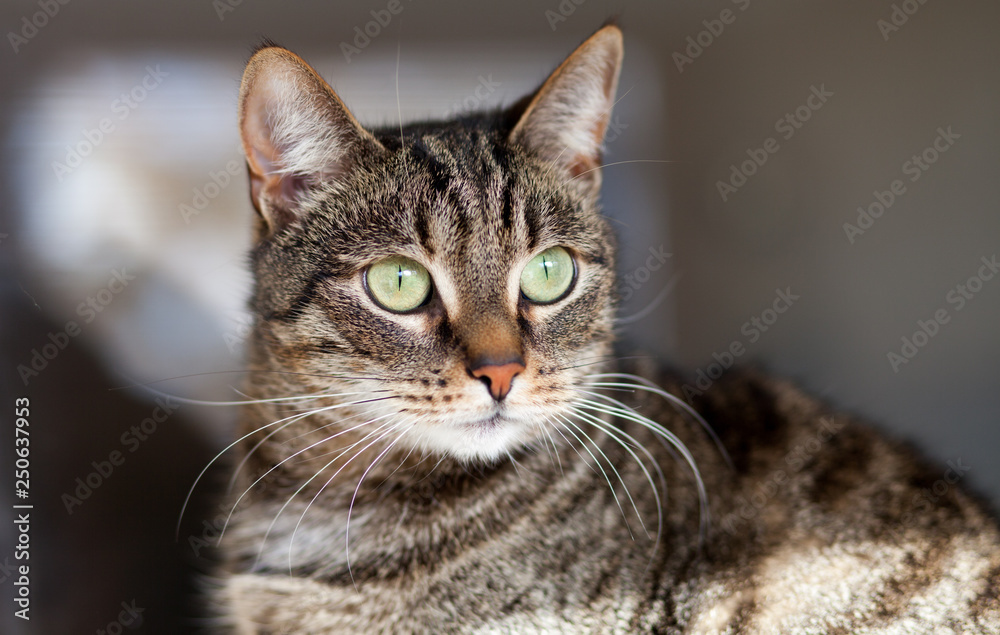 Young cat staring on something with green eyes wide-open