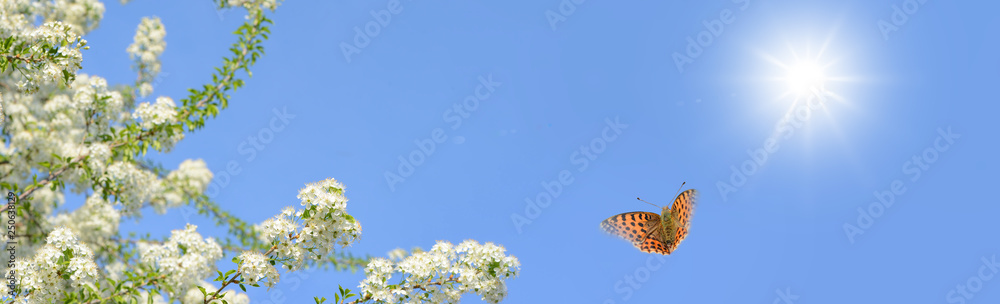 Obstbaum mit Schmetterling