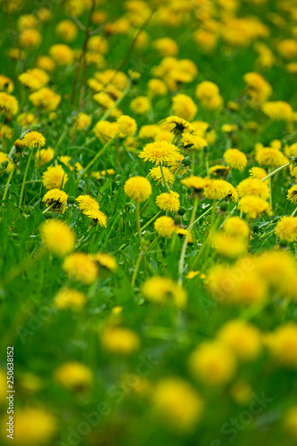Field with yellow dandelions. Bright dandelions in the meadow.