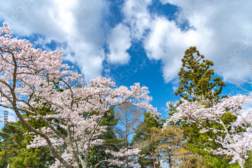 Full bloom beautiful pink cherry blossoms flowers ( sakura ) in springtime sunny day with clear blue sky natural background. Arakurayama Sengen Park, Fujiyoshida City, Yamanashi Prefecture, Japan