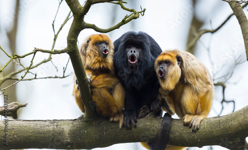 BLACK HOWLER (Alouatta caraya) photo