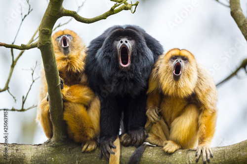 Photography BLACK HOWLER (Alouatta caraya)