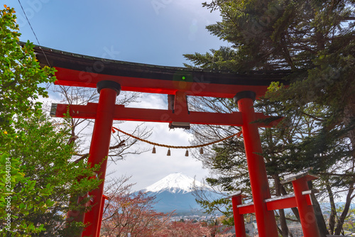 Close-up Torii Gate with Mount Fuji ( Mt. Fuji ) in cherry blossoms springtime sunny day with clear blue sky natural background. Arakurayama Sengen Park, Fujiyoshida City, Yamanashi Prefecture, Japan photo