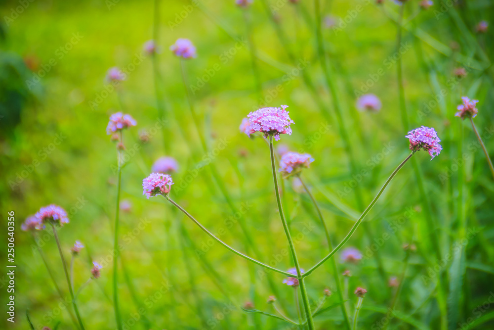 Beautiful purple flower of Verbena bonariensis, also know as purpletop vervain, clustertop vervain, Argentinian vervain, tall verbena or pretty verbena. Selective focus Beautiful purple flower of Verbena bonariensis, also know as purpletop vervain, clustertop vervain, Argentinian vervain, tall verbena or pretty verbena. Selective focus