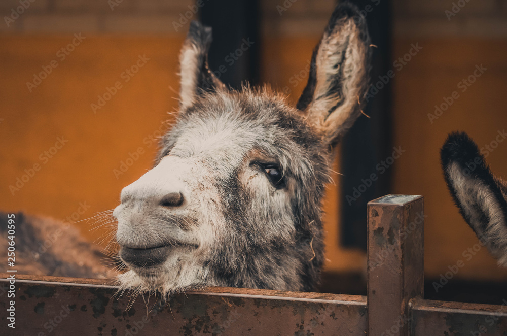 Fototapeta premium Spectacular portrait of a donkey. Animal